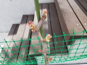 ぶどう